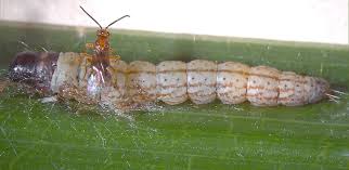 Attēlu rezultāti vaicājumam “Euura brevicornis”