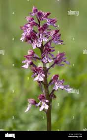 Attēlu rezultāti vaicājumam “Orchis militaris leaf”