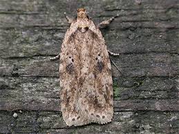 Attēlu rezultāti vaicājumam “Agonopterix aranella”