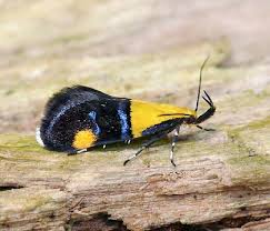 Attēlu rezultāti vaicājumam “Oecophoridae”