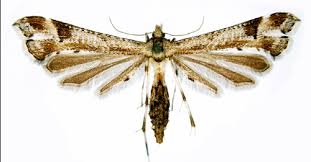 Attēlu rezultāti vaicājumam “Platyptilia gonodactyla”