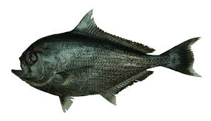 Image result for Eumegistus illustris