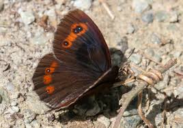 Attēlu rezultāti vaicājumam “Erebia aethiops upperside”