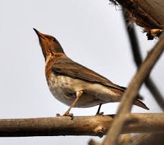 Image result for Turdus ruficollis