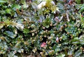 Attēlu rezultāti vaicājumam “Leiocolea heterocolpos”