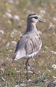 Image result for Vanellus gregarius