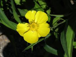 Attēlu rezultāti vaicājumam “Ranunculus lingua”