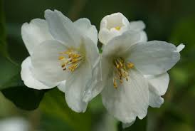 Attēlu rezultāti vaicājumam “Philadelphus coronarius flower”