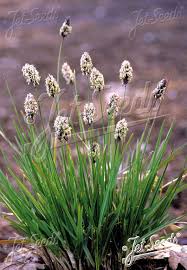 Attēlu rezultāti vaicājumam “Sesleria caerulea flower”