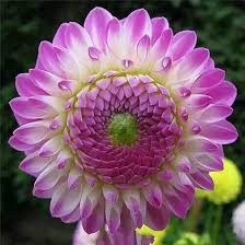 Image result for Dahlia x pinnata `Pompon Lilliput`
