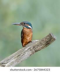 Attēlu rezultāti vaicājumam “Alcedo atthis adult”