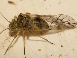 Attēlu rezultāti vaicājumam “Psococerastis gibbosa”