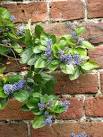 A pleasing contrast. Blue flowers contrasting with the red brick wall are - via Daymix