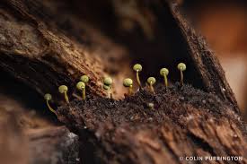 Attēlu rezultāti vaicājumam “Physarum viride macro”