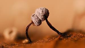 Attēlu rezultāti vaicājumam “Didymium nigripes”