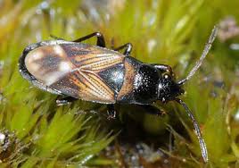 Attēlu rezultāti vaicājumam “Lycogala botrydium macro”