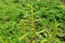 Attēlu rezultāti vaicājumam “Rumex maritimus leaf”