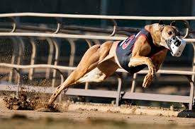 Image result for Reading Greyhound Track