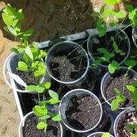 Attēlu rezultāti vaicājumam “Vicia pisiformis”