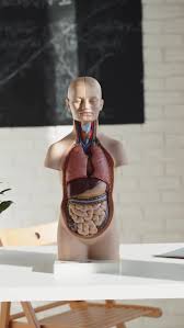 Image result for b%FD%E7ak anatomisi