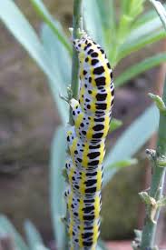 Attēlu rezultāti vaicājumam “Calophasia lunula larva”