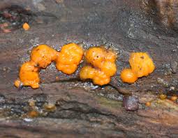 Attēlu rezultāti vaicājumam “Dacrymyces stillatus”