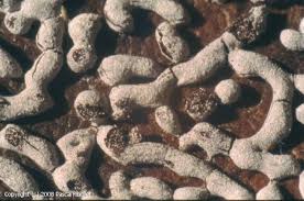 Attēlu rezultāti vaicājumam “Physarum cinereum macro”