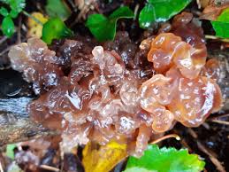 Attēlu rezultāti vaicājumam “Tremella encephala”