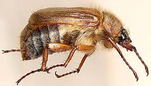 Attēlu rezultāti vaicājumam “Amphimallon solstitiale imago”