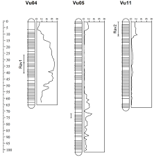 Attēlu rezultāti vaicājumam “Heterotrichia oerstedii (syn. Arcyria oerstedii) stalked”