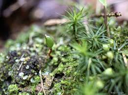 Attēlu rezultāti vaicājumam “Buxbaumia viridis”