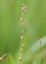 Attēlu rezultāti vaicājumam “Triglochin palustre flower”