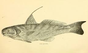 Image result for Menticirrhus saxatilis