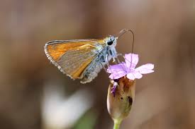 Attēlu rezultāti vaicājumam “Thymelicus sylvestris male”