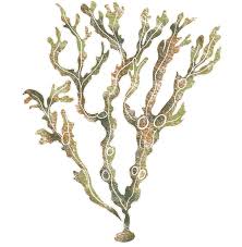 Attēlu rezultāti vaicājumam “Fucus vesiculosus”