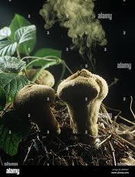 Attēlu rezultāti vaicājumam “Reticularia lycoperdon spores”