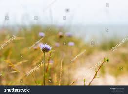 Attēlu rezultāti vaicājumam “Elytrigia repens flower”