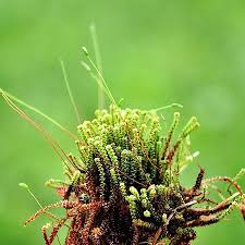 Attēlu rezultāti vaicājumam “Paludella squarrosa”