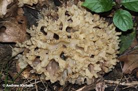 Attēlu rezultāti vaicājumam “Tremella ramalinae”