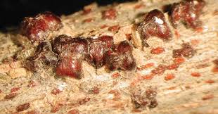 Attēlu rezultāti vaicājumam “Conardia compacta macro”