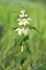 Attēlu rezultāti vaicājumam “Lamium album”