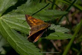 Attēlu rezultāti vaicājumam “Ochlodes sylvanus”