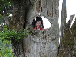 Attēlu rezultāti vaicājumam “Physarum pseudoalexandrowiczii”