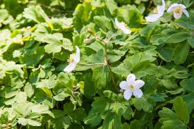 Attēlu rezultāti vaicājumam “Isopyrum thalictroides fruit”