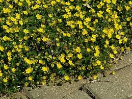 Attēlu rezultāti vaicājumam “Potentilla”