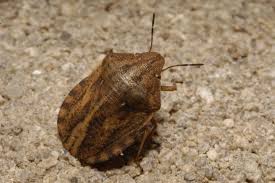 Attēlu rezultāti vaicājumam “Eurygaster testudinaria”