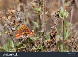 Attēlu rezultāti vaicājumam “Pyrausta purpuralis”