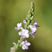 Image result for Verbena officinalis