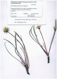 Attēlu rezultāti vaicājumam “Taraxacum suecicum”