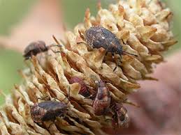 Attēlu rezultāti vaicājumam “Kleidocerys resedae imago”